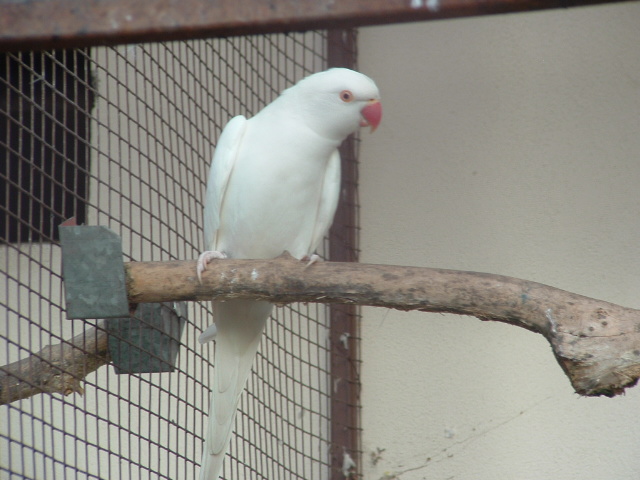 ptaci11 2009 030.jpg