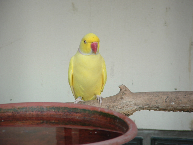 ptaci11 2009 031.jpg