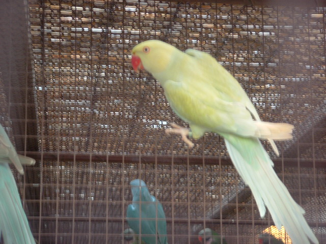 ptaci11 2009 044.jpg