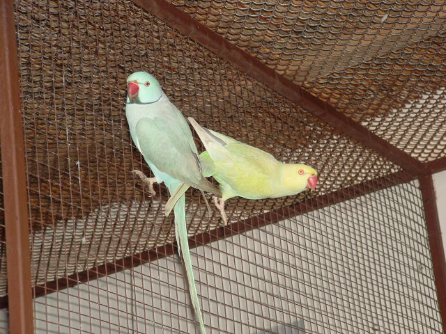 ptaci11 2009 064.jpg