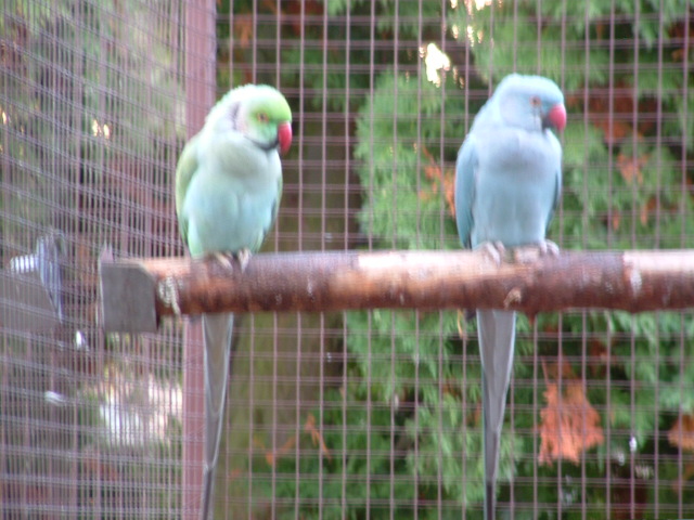 ptaci11 2009 089.jpg