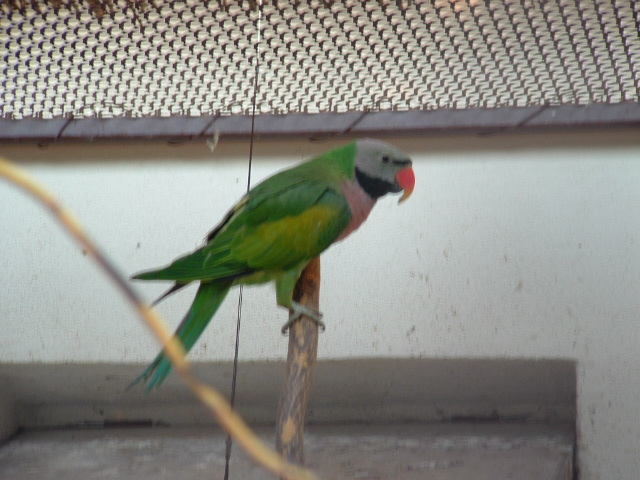 ptaci11 2009 042.jpg