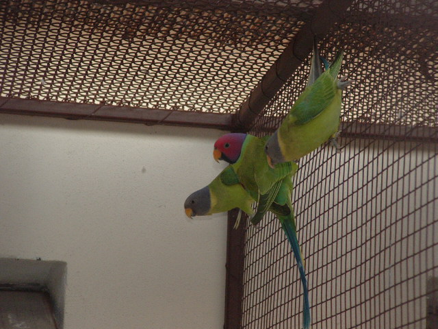 ptaci11 2009 024.jpg