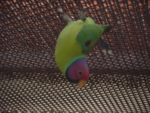 ptaci11 2009 023.jpg