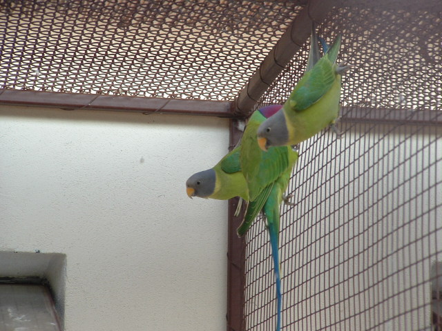 ptaci11 2009 025.jpg