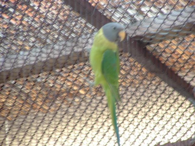 ptaci11 2009 062.jpg