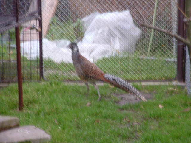ptaci11 2009 073.jpg