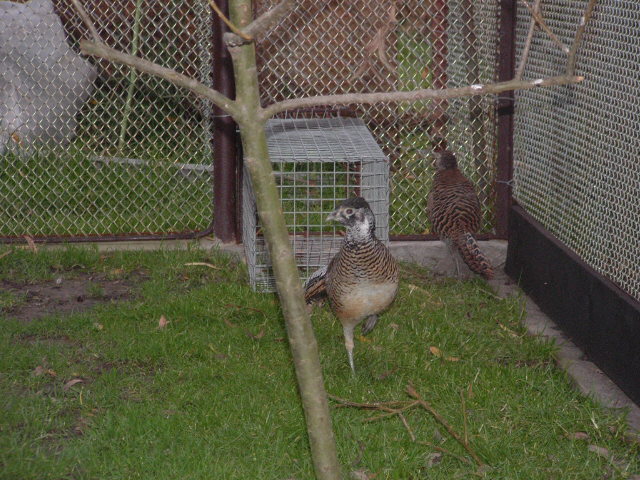 ptaci11 2009 075.jpg