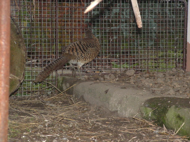 ptaci11 2009 078.jpg