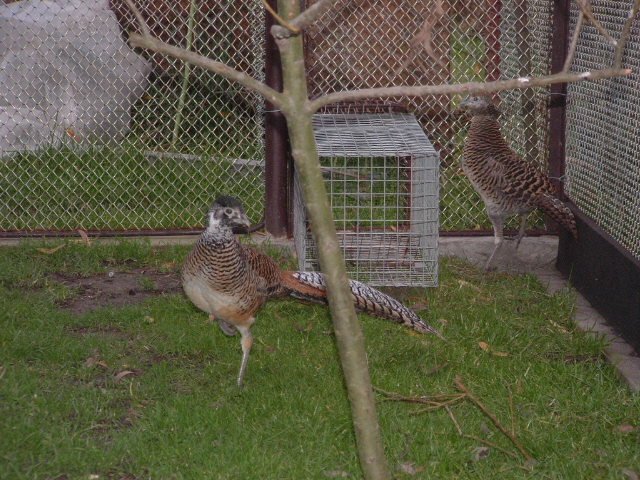 ptaci11 2009 076.jpg